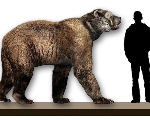 Gấu Bắc Cực là loài gấu lớn nhất trên trái đất hiện nay với chiều cao hơn 2m. Tuy nhiên, loài này vẫn còn khá khiêm tốn khi đem so với những con gấu Nam Mỹ khổng lồ mặt ngắn. Loài gấu Nam Mỹ này được biết đến với cái tên Arctodus, nặng 1.589 kg và cao gần 3,5m. Các nhà khoa học cho rằng loài này sống lang thang ở khu vực Nam Mỹ cách đây khoảng 500.000 đến 2 triệu năm.