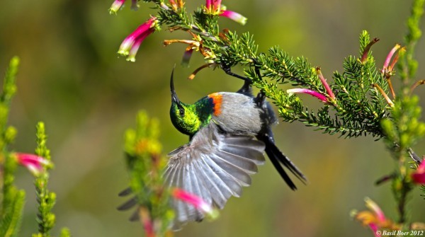 3. Chú chim hút mật đang khoe bộ cánh sặc sỡ dưới ánh mặt trời . Loài chim quý này là loài đặc trưng của vùng Nam Phi, nơi có các rừng rậm.
