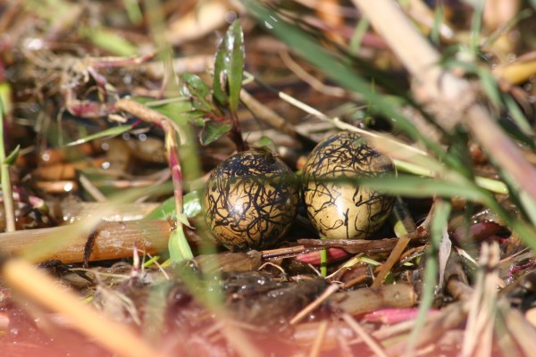 4. Trứng của loài chim nước (Jacana) tại một vùng đồng bằng nước lụt thuộc đồng bằng Okavango.Những quả trứng này được các con chim đực chăm sóc.