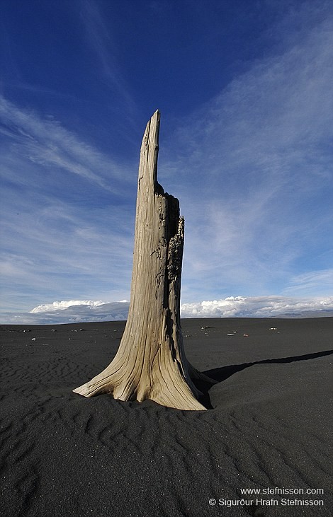 Một cây gỗ trôi dạt nằm trên bãi cát đen nhan thạch.