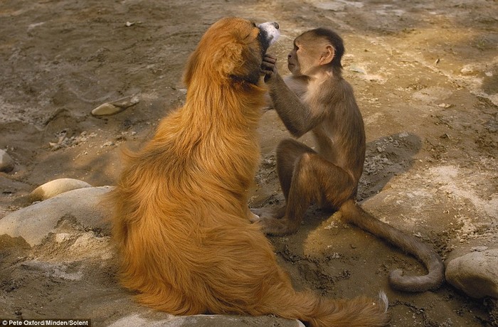 Nha sĩ nhỏ bé nhìn lại lần cuối trước khi hoàn tất kiểm tra. Những bức ảnh này cho thấy bác sĩ khỉ đang chăm sóc bệnh nhân chó một cách rất tận tình . Cả hai đều rất thoải mái và tận hưởng những cử chỉ thân mật của nhau.