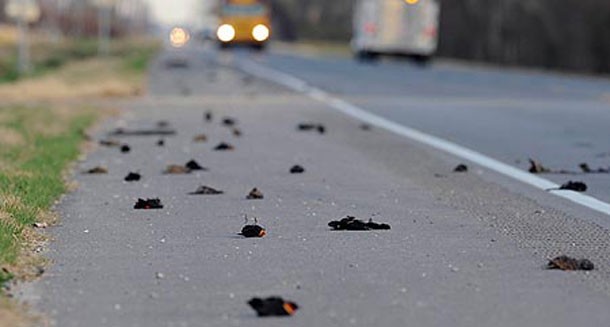 1. Hàng ngàn chú chim đen tự dưng lăn ra chết Một hiện tượng lạ đã xảy ra tại thị trấn biển Beebe ở bang Arkansas, Mỹ vào đêm giao thừa 31 tháng 12 năm 2011. Người dân đã vô cùng hoảng hốt khi tìm thấy hàng nghìn con chim sáo đen chết trên đường phố sau khi rơi từ trên trời xuống đất.
