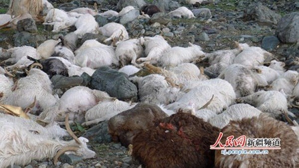 3. 143 con cừu, dê bỗng dưng lăn đùng ra chết Vào lúc 13h chiều ngày 10 tháng 7, tại một trang trại tại Tháp Thành, Tân Cương, Trung Quốc đã xảy ra hiện tượng kỳ lạ. Trong cơn mưa lớn, sét đã đánh chết 143 con cừu và dê, 30 con khác thì bị nước mưa cuốn trôi mất. Những người chứng kiến sự việc kể lại, họ vô cùng sửng sốt trước cái chết bất ngờ của đàn gia súc trong trang trại. Sau một tiếng sét inh tai, cùng một lúc 143 con đã bị cháy xém ngang thân và lăn ra chết. Nước mưa lớn cũng đã gây ngập lụt trang trại, cuốn trôi 30 con khác. Theo thống kê của chủ trại, đàn gia súc bị chết gồm 45 con cừu lớn, 28 con cừu nhỏ, 76 con dê núi lớn và 24 con nhỏ. Tổng số thiệt hại vật chất lên tới 20.000 Nhân dân tệ (tương đương 65,3 triệu VNĐ).