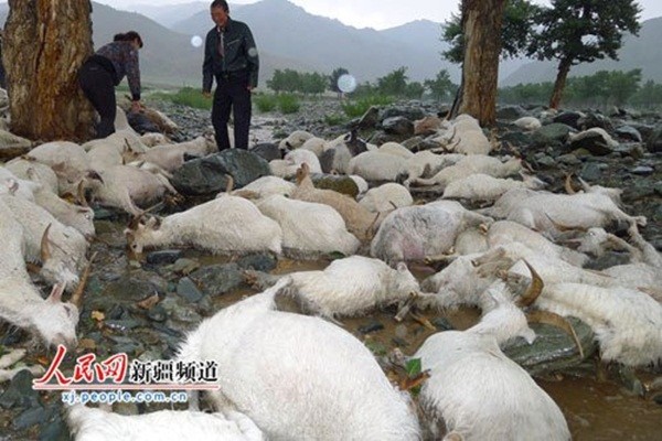 143 con cừu, dê đã chết, còn 30 con khác bị nước cuốn trôi.