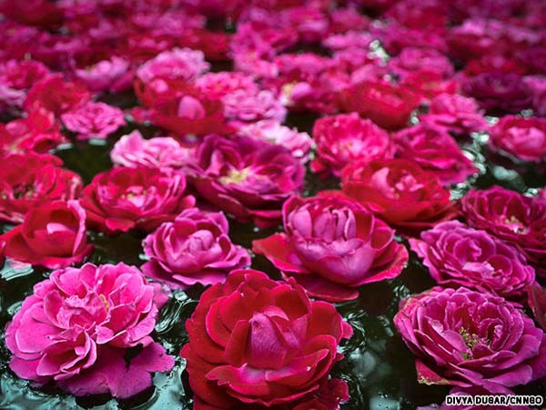 Nước hoa chiết xuất từ hoa hồng là loại thông dụng nhất và cũng đắt nhất, có giá khoảng 400.000 đồng cho 10ml. Hương thơm ngọt ngào, dù rất ít nhưng giữ được mùi rất lâu. Gỗ đàn hương cũng từng là một trong những hương thơm được yêu thích, tuy nhiên, do giá cả quá cao (vài trăm triệu đồng cho 1 lít nước hoa), lại không thể cạnh tranh được với công nghệ nước hoa nổi tiếng thế giới, việc sản xuất gỗ đàn hương tại Kannauj đã biến mất.