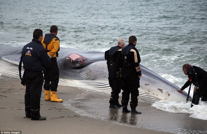 Các nhân viên cứu hộ tuyệt vọng trước con cá voi khổng lồ dài gần 16m.
