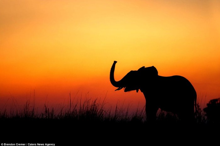 Một con voi đang đắm mình trong ánh hoàng hôn trên thảo nguyên