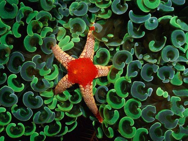 Một con sao biển necklace rúc mình vào giữa những nhánh lá hình chữ C màu xanh ngọc bích của cây san hô neo (Ảnh:Internet)