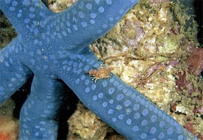 Loài sao biển sống ở độ sâu khoảng 8.500 m dưới đáy biển. (Ảnh:Internet)