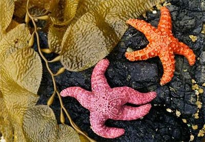 Những con sao biển màu sắc sặc sỡ tại British Columbia, Canada. (Ảnh:Internet)