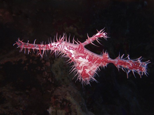 6. Cá chìa vôi ma lộng lẫy.Cá chìa vôi ma (Solenostomus paradoxus) là loài hiếm thấy ở đại dương, dài 12m, có màu sắc sặc sỡ. Loài này thường sống ở những rặng san hô để dễ ngụy trang