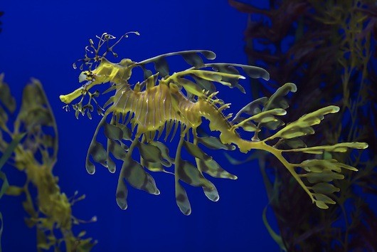 2. Rồng biển lá. Loài rồng biển lá còn được gọi với cái tên Glauert's seadragon là một loài động vật đẹp lộng lẫy và quý hiếm.