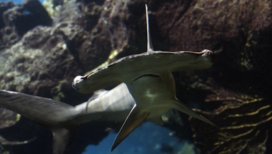 1. Cá mập đầu búa. Loài cá mập này sở hữu cái đầu như cái búa. Cái đầu bè ra kỳ lạ đó có lẽ là một cách thích nghi để giúp chúng dễ phát hiện con mồi hơn: khi chúng bơi các cơ quan cảm giác ở trên đầu được tiếp xúc với lượng nước nhiều hơn