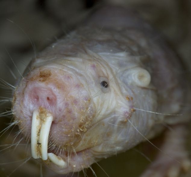 1. Chuột chũi da trần được lựa chọn là một trong những động vật xấu xí nhất chương trình.
