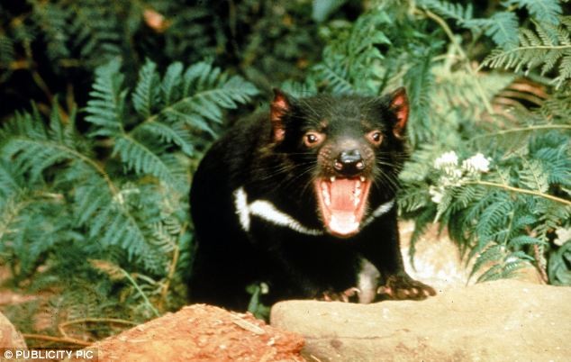 5. Quỷ sống ở Tasmania khét tiếng là một trong những loài có bộ hàm mạnh nhất hành tinh.