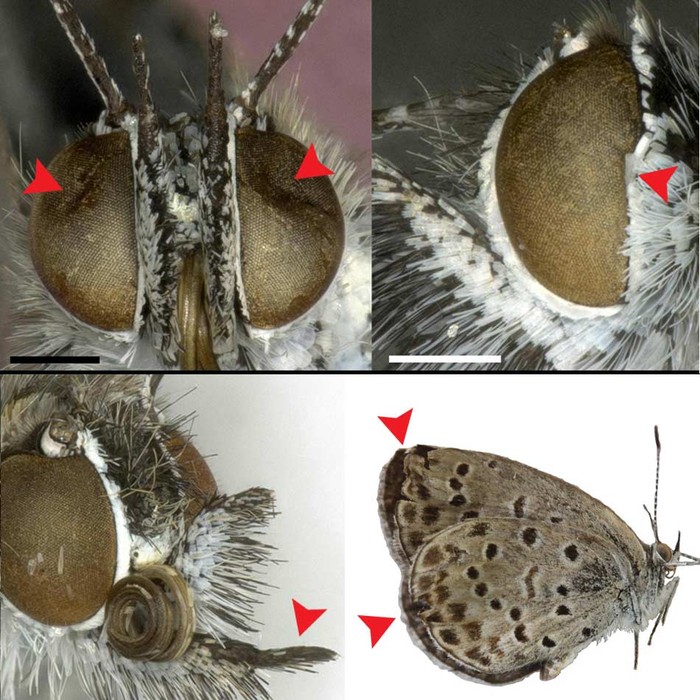 Các nhà khoa học kiểm tra 144 mẫu vật của một loài bướm cỏ màu xanh nhạt trưởng thành xung quanh khu vực nhà máy hạt nhân Fukushima và phát hiện các đột biến liên quan đến bức xạ như: lõm mắt, biến dạng mắt, râu và cánh.