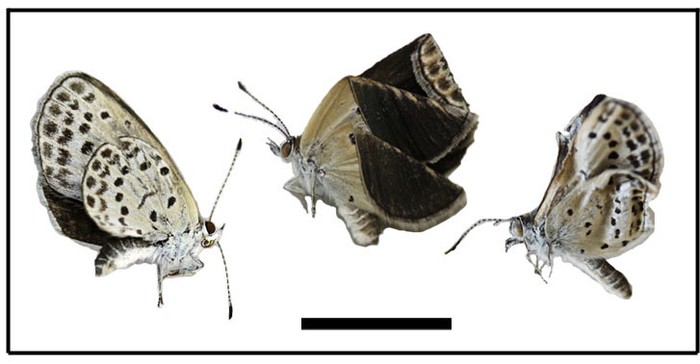Cánh của những con bướm ở Fukushima, Iwaki và Takahagi có kích cỡ và hình dáng bị biến đổi: Cánh nhỏ và nhàu