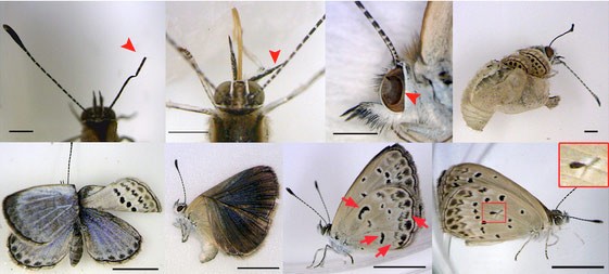 Những con bướm bị đột biến do ăn phải nhựa, phấn cây bị nhiễm độc. Những biến dạng được tìm thấy ở đây như: râu bị dị tật, gập cánh, thay đổi màu sắc cánh, những nốt đen trên cánh ở vị trí bất thường.