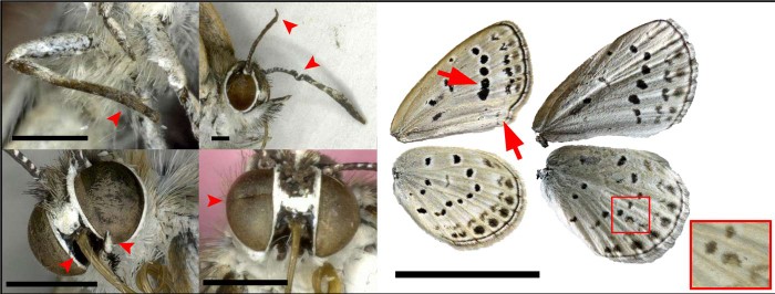 Những thay đổi bất thường của loài bướm sau thảm họa nhà máy điện hạt nhân năm 2011