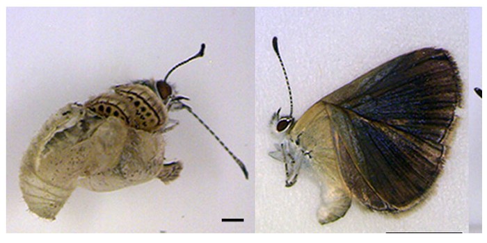 Những con bướm không thể ra khỏi kén và đôi cánh bị gập do ảnh hưởng chất phóng xạ