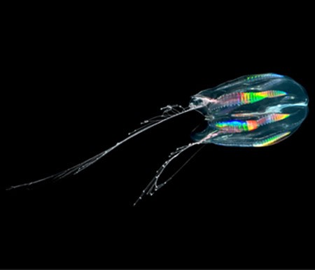 Bóng tối ở biển Weddell thuộc Nam Cực giúp con sứa lược này có cơ hội phô bày những tế bào phát quang đầy màu sắc.( Ảnh: Internet )