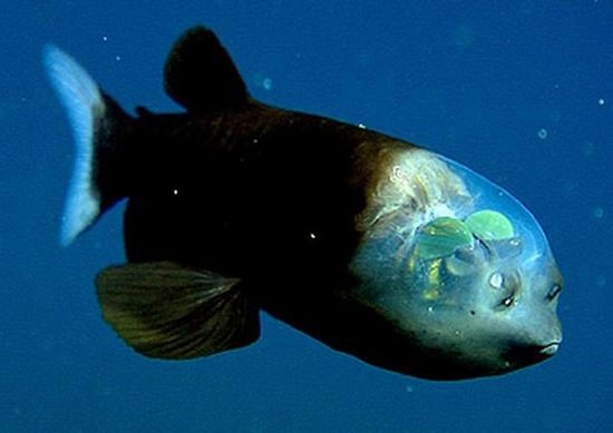 Đây là loài cá “mắt thùng” sống ở tận đại dương sâu thẳm, có tên khoa học là Macropinna microstoma. Chúng có phần đầu trong suốt và cặp mắt hình ống. Kể từ khi được phát hiện năm 1939, các nhà sinh vật học đã biết mắt của chúng rất giỏi hấp thu ánh sáng. Nhưng với đôi mắt hình ống, cá mắt thùng chỉ nhìn thấy những gì ở bên trên đầu nó.( Ảnh: Internet )