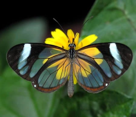 Xuất hiện ở vùng Trung Mỹ, từ Mexico cho đến Panama, loài bướm “cánh thủy tinh” có màng nối giữa các gân cánh trong suốt y hệt như thủy tinh vậy.( Ảnh: Internet )