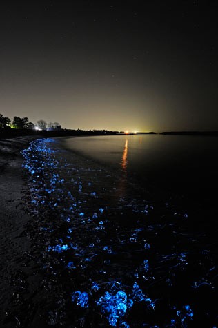 Mực đom đóm với những xúc tu phát sáng trên bãi biển