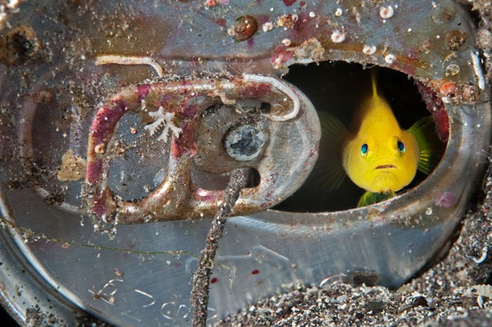 Dưới đáy biển Izu, một chú cá bống nhỏ màu vàng đang trú mình vào trong một lon nước. Khuôn mặt lộ rõ vẻ sợ sệt và có nét gì đó “rất hoạt hình”