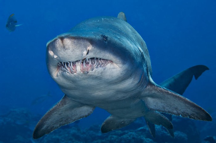 Tại khu vực đảo Bonin, một con cá mập hổ đang mang bầu.