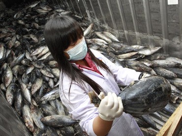 Một nhân viên của Cục quản lý an toàn vệ sinh thực phẩm Thái Lan đang lấy mẫu kiểm tra trong lô cá đông lạnh nhập khẩu từ Nhật Bản