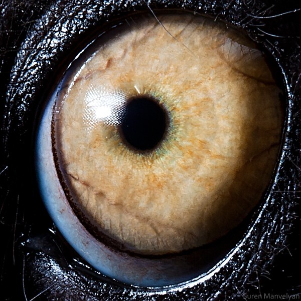 Bắt đầu từ con mắt to lớn của loài vượn cáo. Trong giới động vật, đây là con mắt có 1-0-2 bởi duy chỉ ở loài này mới có lớp vòng da đen bao quanh võng mạc. Chính cấu tạo ấy giúp vượn cáo có khả năng nhìn trong bóng đêm rất tốt.