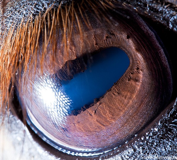 Mắt ngựa mang đặc trưng cơ bản cho lớp thú ăn cỏ lớn như trâu, bò… Chúng sở hữu cặp mắt to, đặc biệt vệt xanh lam dài trên con ngươi cho phép ngựa thích nghi với mọi môi trường có cường độ sáng khác nhau - một đặc điểm tiến hóa sinh tồn quan trọng.