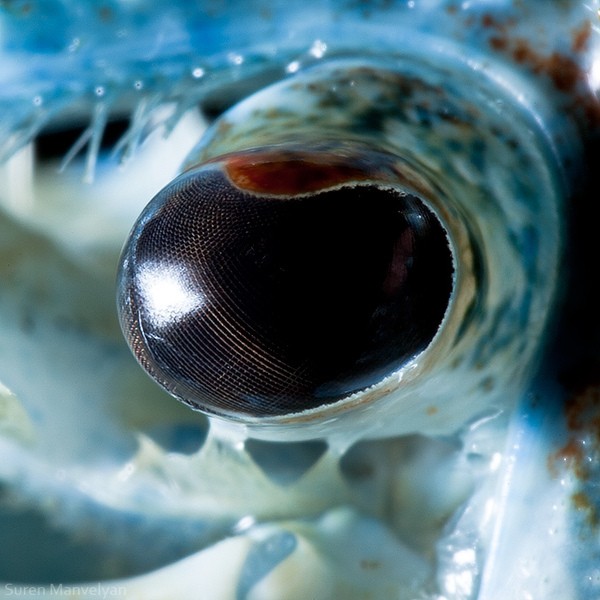 Con mắt đen ngọc trai thuộc về tôm xanh. Cuống mắt lồi hẳn ra cho phép tôm có thể đảo mắt 360 độ quan sát. Đồng thời, con ngươi của loài này được tập hợp bởi những tế bào hình bó ống mà ở mức độ ống kính này, rất khó có thể phát hiện.
