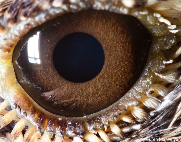Gần giống như cấu tạo mắt của bò sát, song mắt của đại bàng cũng như các loài chim lại có điểm tiến hóa hơn: xung quanh có lớp lông vũ bảo vệ và giữ ấm. Thêm vào đó, mắt chúng hơi nhô lên nên tầm quan sát rộng và xa hơn nhiều so với con người, nó có thể nhìn thấy con chuột nhỏ bé từ khoảng cách 1,6km.