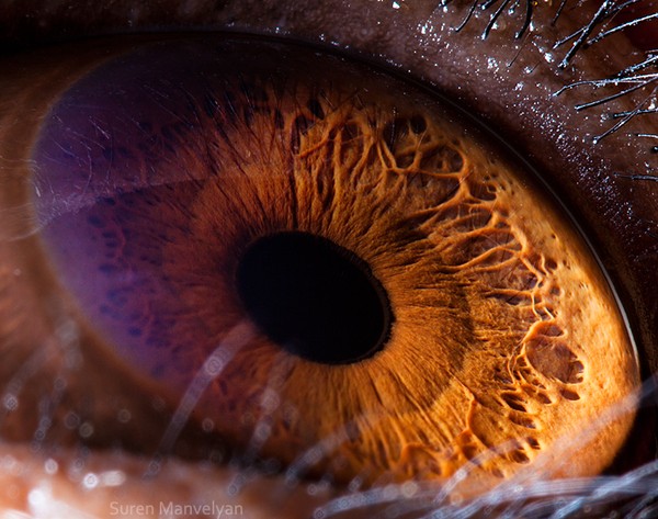 Tinh tinh là loài sở hữu con mắt có cấu tạo giống con người nhất. Mắt chúng có khả năng phân biệt phổ màu sắc rất rộng. Trên lí thuyết, nếu được huấn luyện, chúng hoàn toàn đủ khả năng thưởng thức vẻ đẹp nghệ thuật như kiến trúc, hội họa…