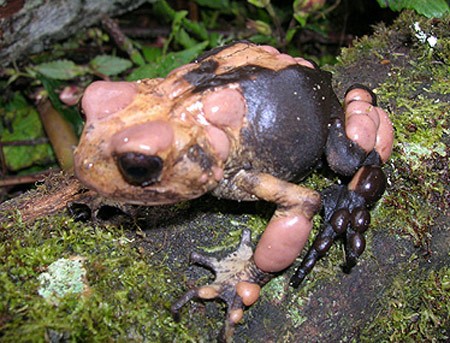 Con ếch này, thuộc họ Nectophrynoides, là một trong 15 loài lưỡng cư chúng ta chưa từng biết. Tổ chức bảo tồn thiên nhiên Frontier (Anh) tìm thấy chúng trong một cuộc khảo sát tại Tanzania.