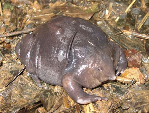 Loài ếch tím sống ở Ấn Độ. Chúng màu tím, da trơn và thường sống dưới lòng đất.