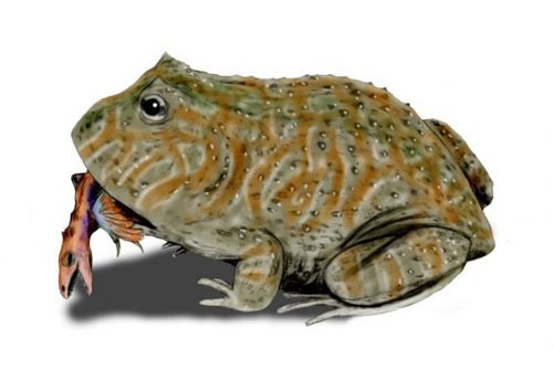 Loài ếch khổng lồ sống tại các khu vực đầm lầy tại Madagascar. Chiều dài của con trưởng thành khoảng 41cm.