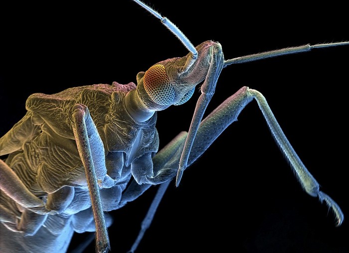 Loài bọ này được tìm thấy ở khắp nơi trên thế giới. Chúng tạo ra vết cắn đau và tiêm nước bọt vào những con cồn trùng nhỏ, làm phân hủy các mô sau đó hút chúng ra ngoài.