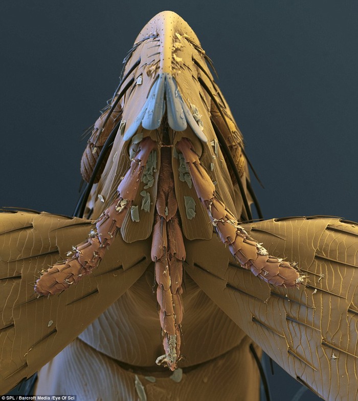 Loài bọ chét (Pipistrellus pipistrellus) sống kí sinh trên những con dơi muỗi
