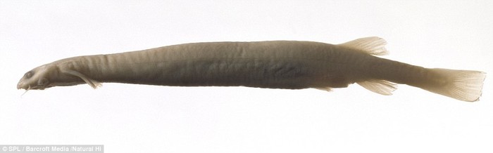 Loài cá da trơn (Vandellia cirrhosa), sống kí sinh đến từ Nam Mỹ và thường xâm nhập vào vùng kín của con người thông qua những bộ đồ bơi