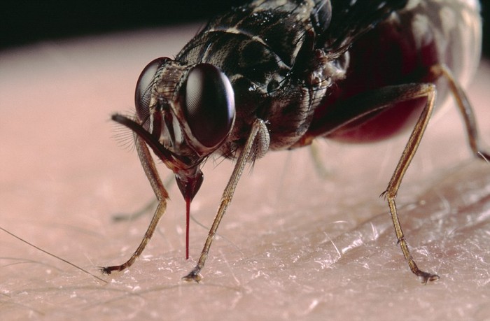 Một con ruồi Tsetse (loài ruổi kí sinh ở Trung Phi chuyên hút máu người và động vật) đang sử dụng chiếc vòi đáng sợ của mình để hút máu vật chủ.