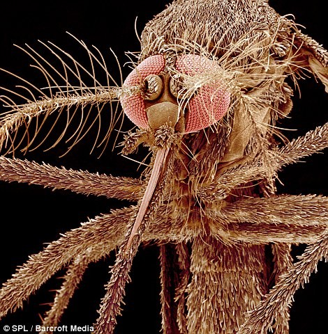 Một con muỗi hổ châu Á có thể mang virut truyền bệnh nguy hiểm