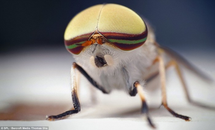 Loài ruồi vằn (Tabanus lineola) có đôi mắt kép lớn được tìm thấy tại Mỹ và Mexico