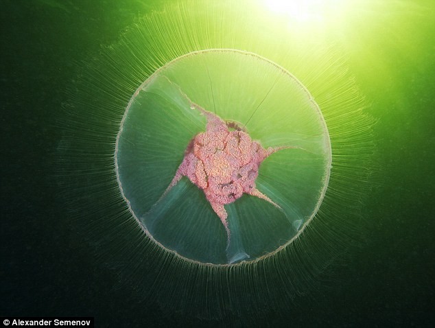 Vẻ đẹp sứa bờm sử tử khi chụp từ bên dưới, những xúc tu trông giống như quang phổ xung quanh