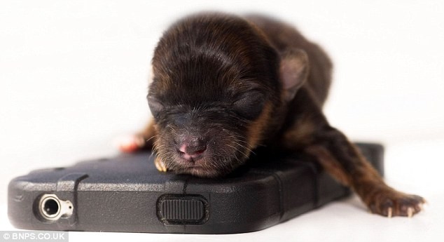 Chú cún này thuộc giống chó Chihuahua với cân nặng chỉ bằng một quả trứng lúc mới sinh, nhỏ hơn 3 lần so với các con chó mới sinh khác cùng đàn.