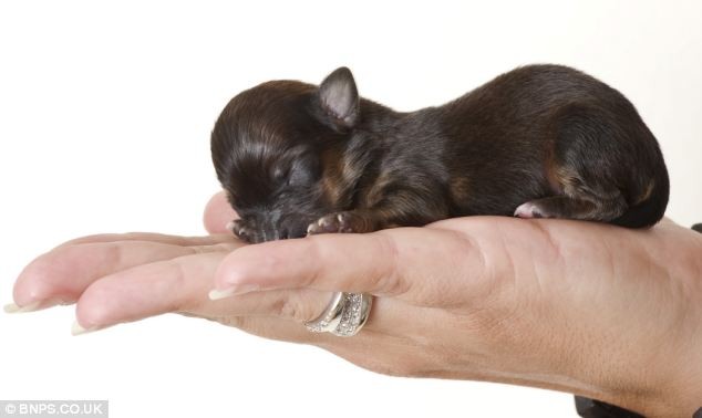 Chú cún nhỏ đến mức có thể nằm gọn trong lòng bàn tay