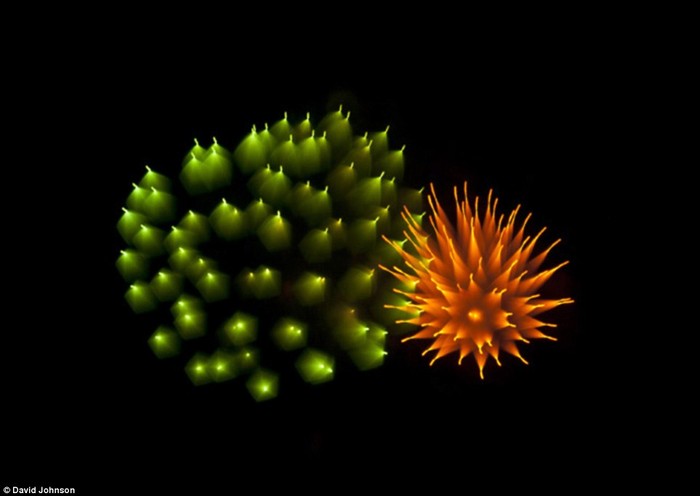 Chùm pháo hoa trông như những vi sinh vật dưới thấu kính hiển vi