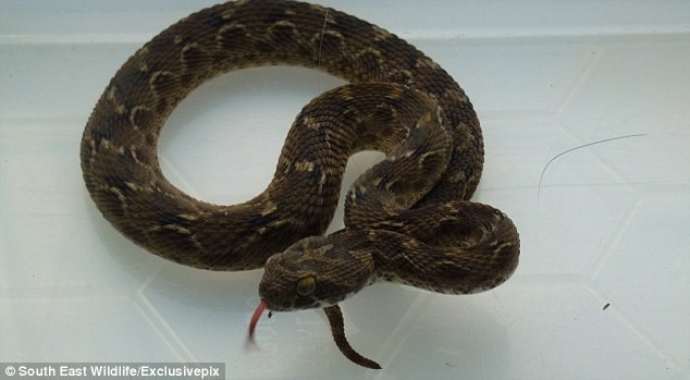 Mặc dù loài rắn này có kích thước nhỏ nhưng lại rất hung hăng và có nọc độc chết người.